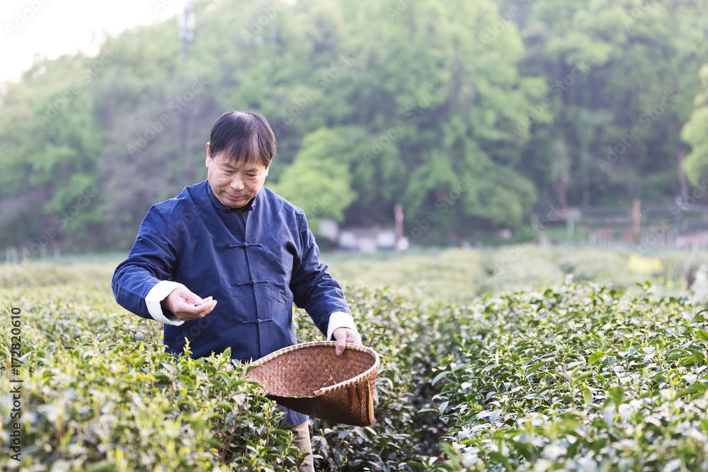 old asian man works in tea plantation