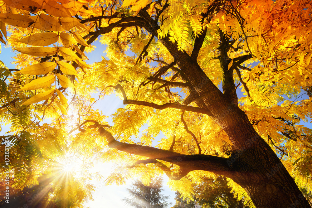 Baum mit strahlend gelben Herbstblättern bei Sonnenschein