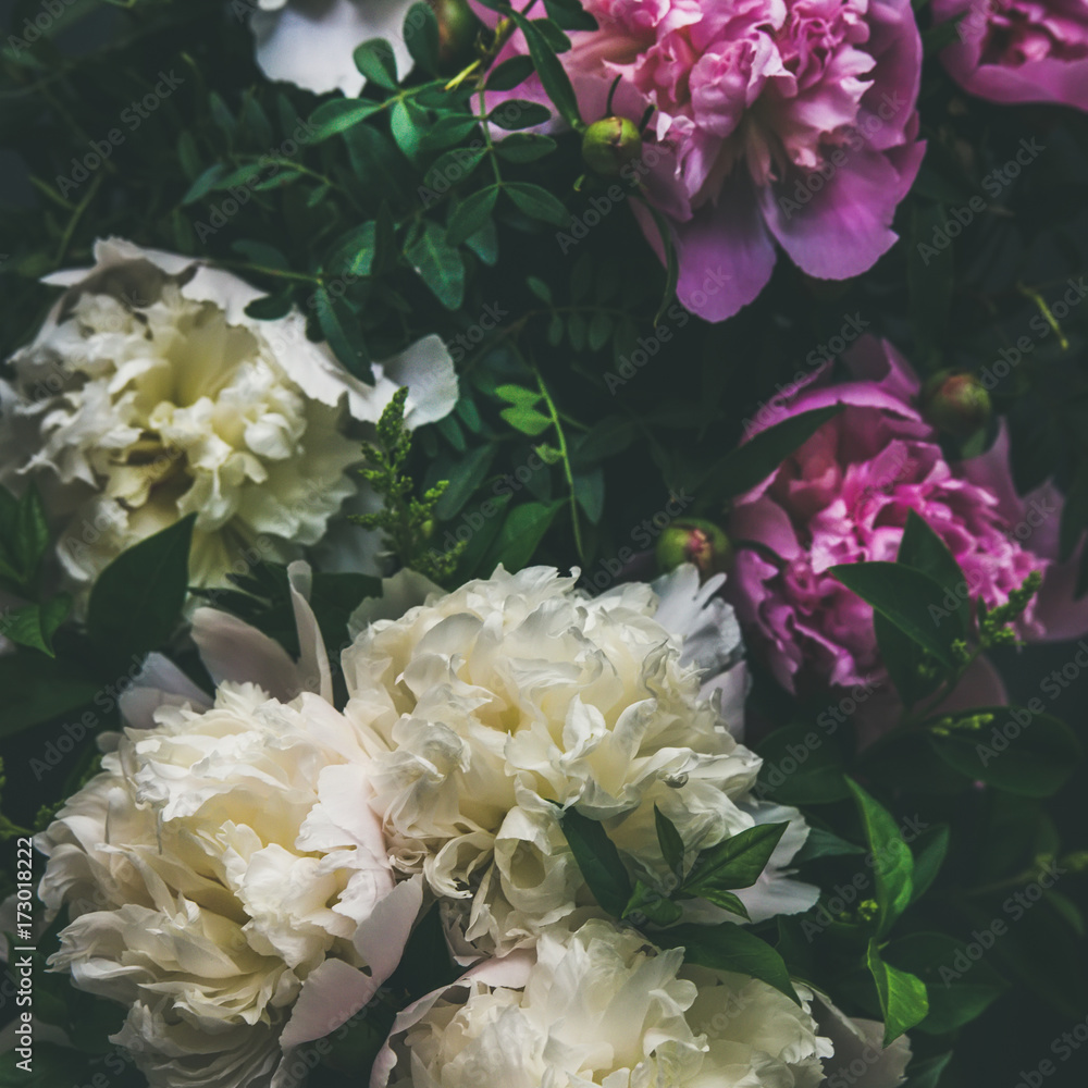 天然花卉图案、质地和背景。深色背景上的白色和粉色牡丹花，t