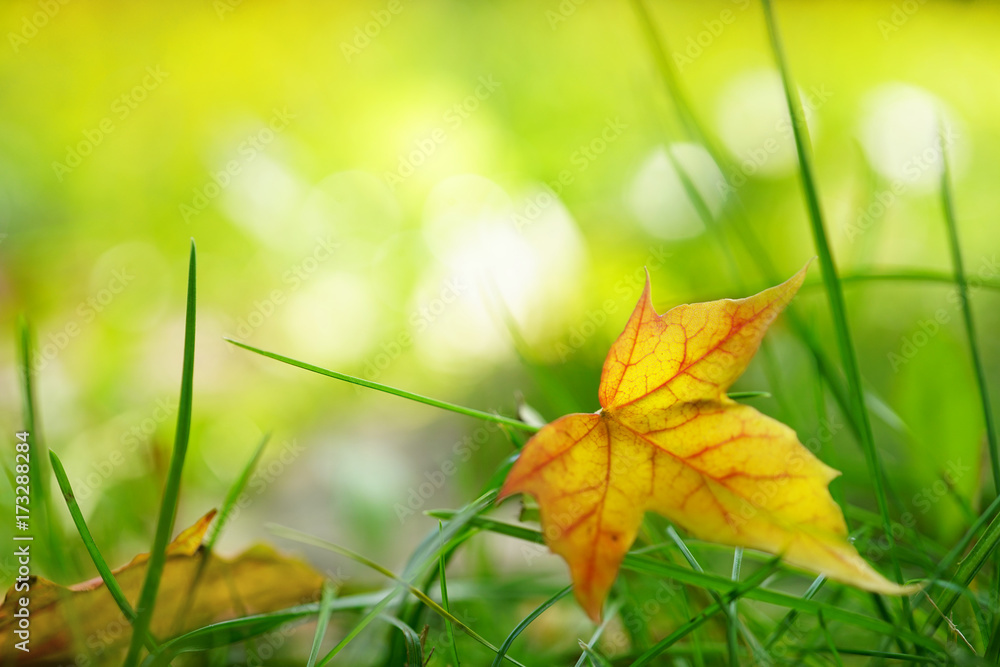 大自然秋草中金色的美丽叶子特写微距，焦点柔和，背景模糊