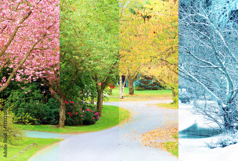一张由四张照片组成的合成拼贴画，照片中一条街道两旁都是樱花树。