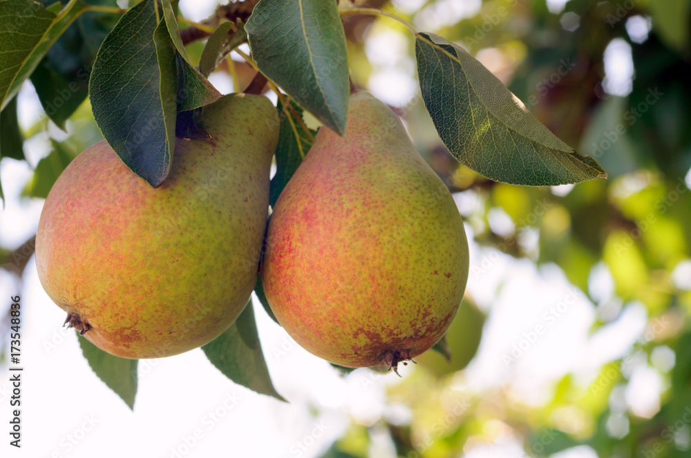 梨树树枝上新鲜多汁的梨。自然环境中的有机梨