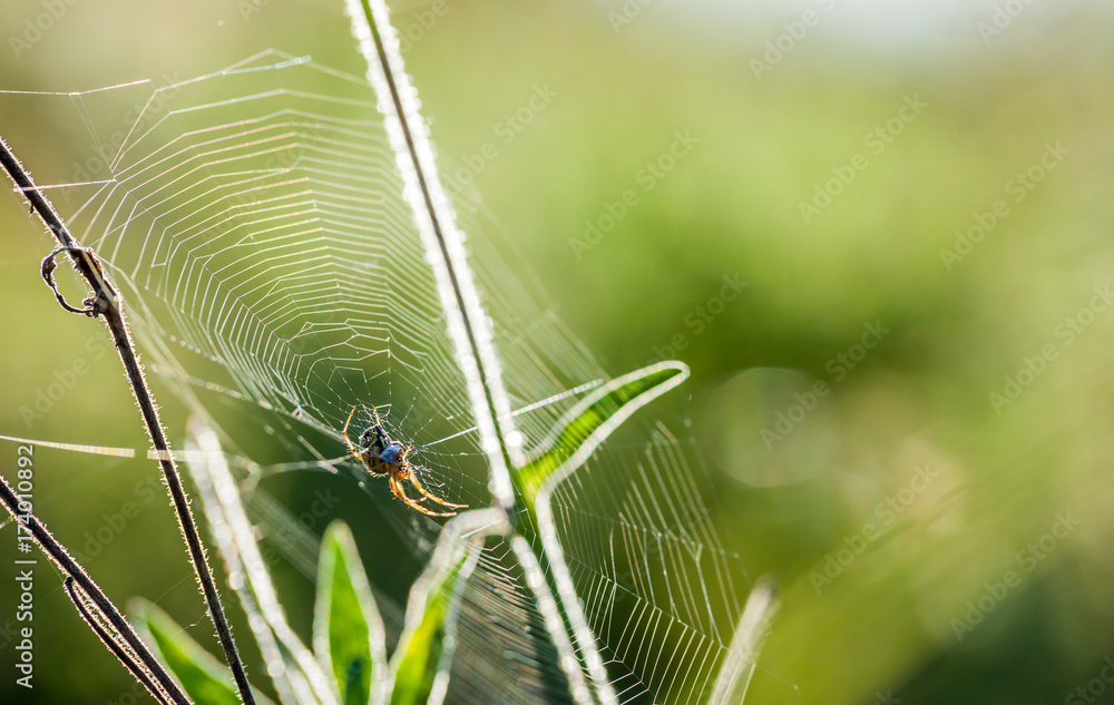 蜘蛛网在野生草地上特写