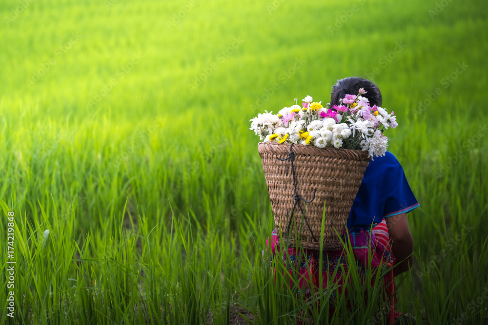 带花的苗族部落妇女坐在稻田里的ack上