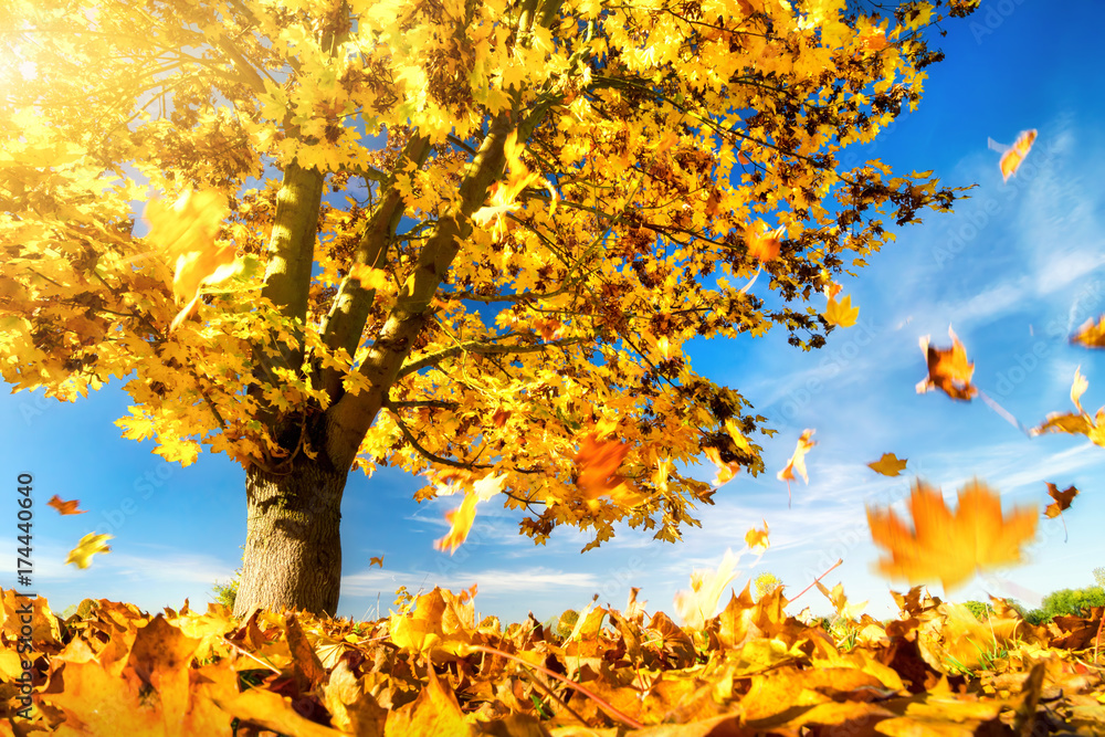 Gelbe Blätter fallen zu Boden, Ahornbaum an einem schönem Herbsttag