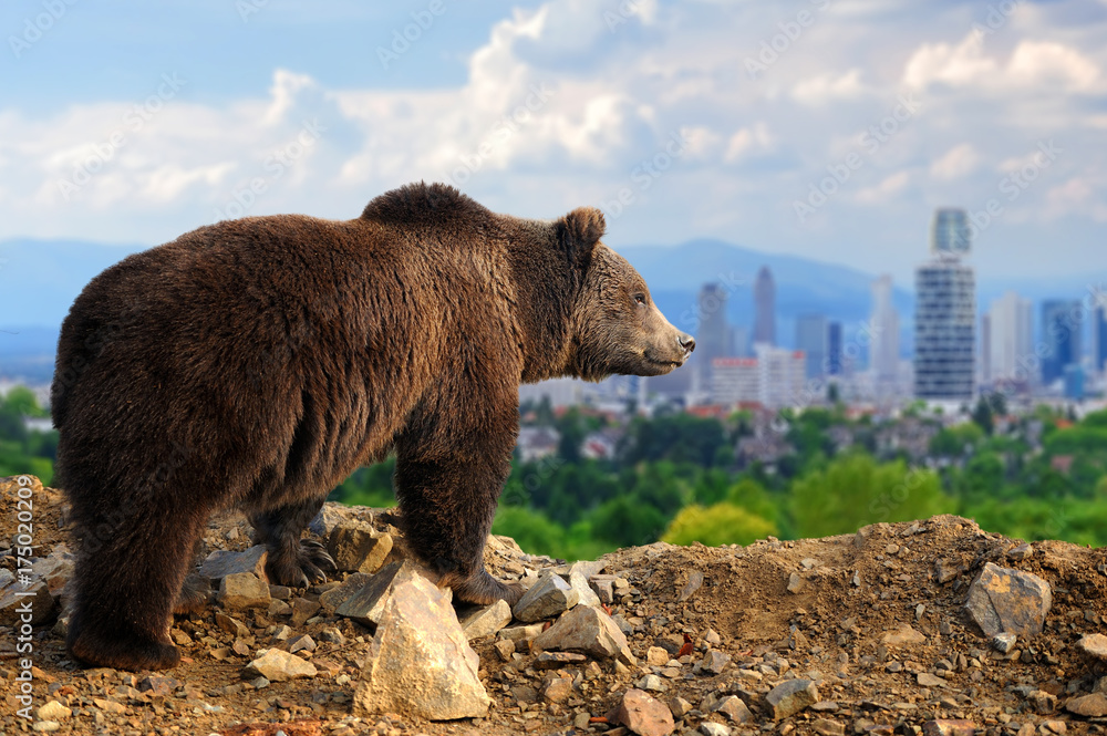 Bear with the city of on the background