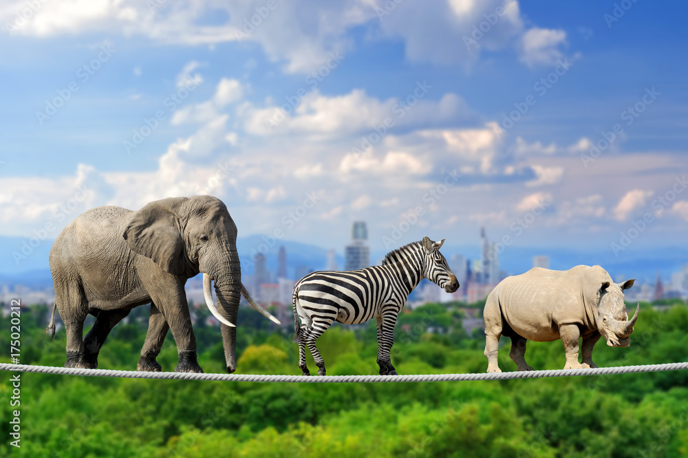大象、斑马、犀牛，背景是城市