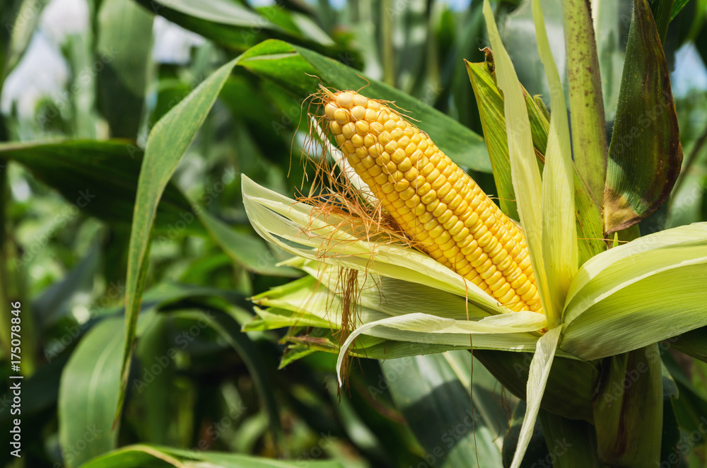 田间秸秆上的新鲜玉米