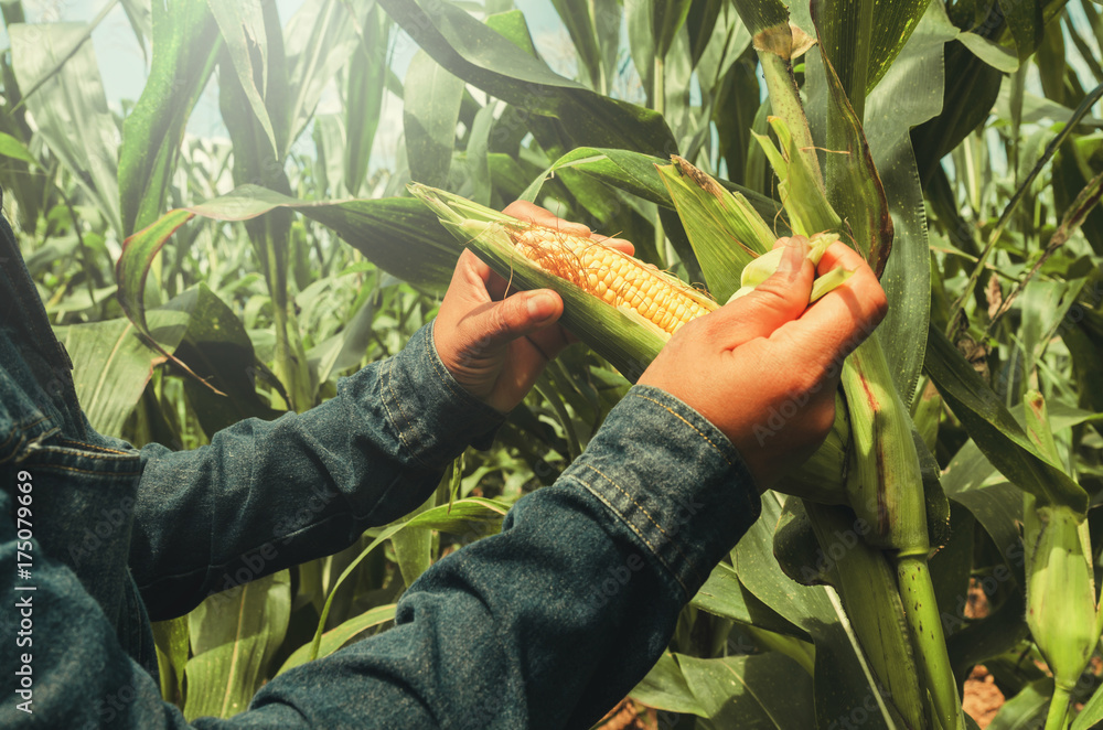 在田里用手打开秸秆上的玉米