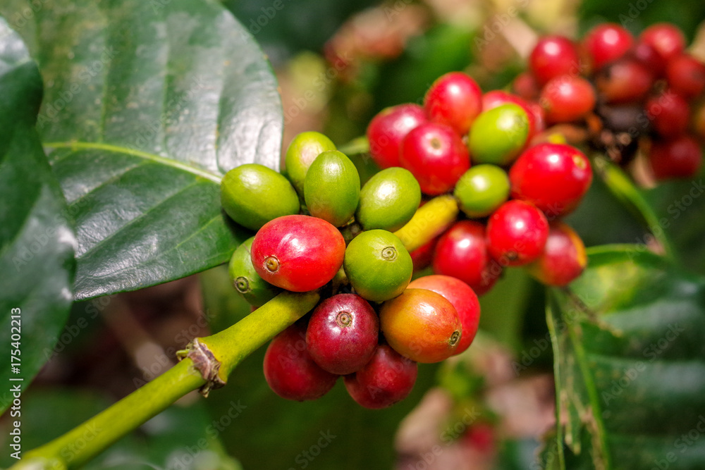 在有机种植园中，咖啡浆果（樱桃）沿着咖啡树的树枝成簇生长