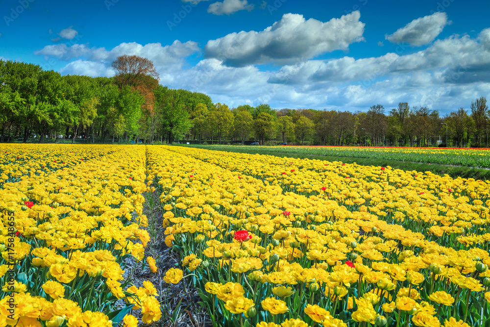 欧洲荷兰黄色郁金香田的奇妙春天景观