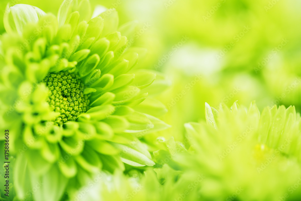 柔和清新的绿色花朵为爱情浪漫梦幻的背景，清新放松的理念