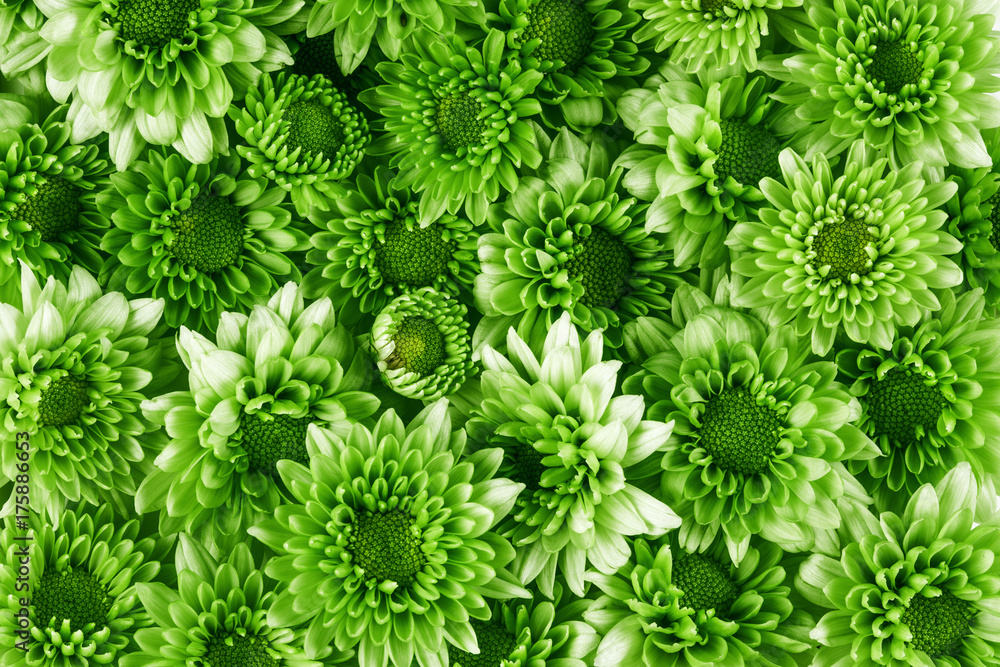许多清新的绿色花朵作为图案纹理背景，清新放松的概念