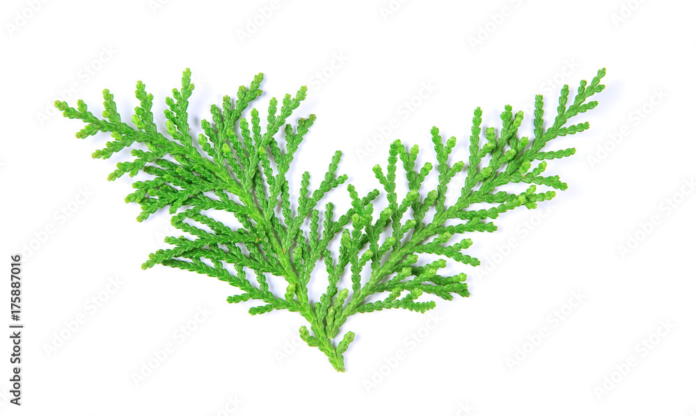  fresh green pine leaves , Oriental Arborvitae, Thuja orientalis (also known as Platycladus oriental