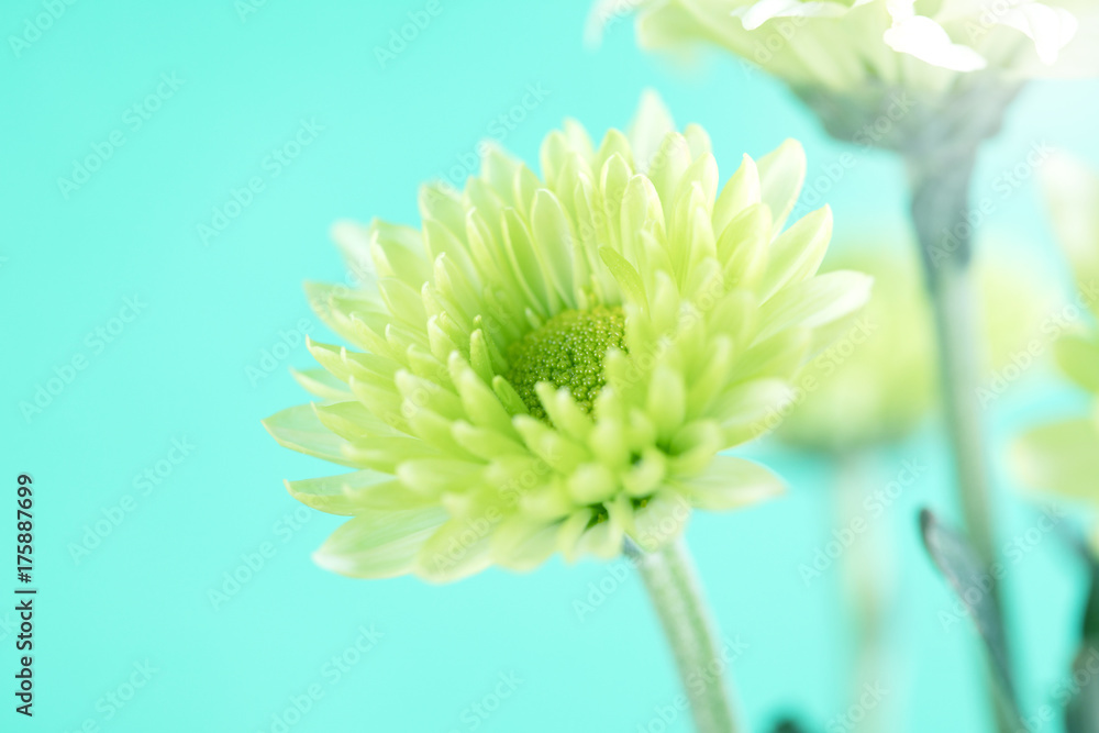 The Soft fresh green flower for love romantic dreamy background , fresh and relax concept