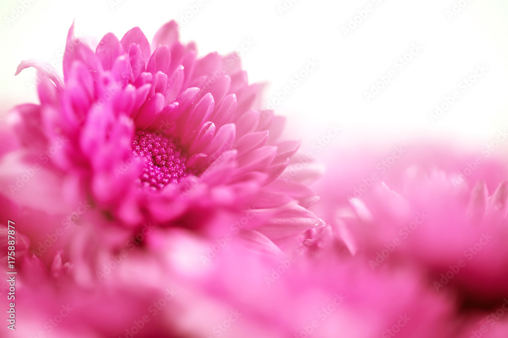 情人节或结婚卡片conc中爱情浪漫梦幻背景的柔和甜粉色花朵