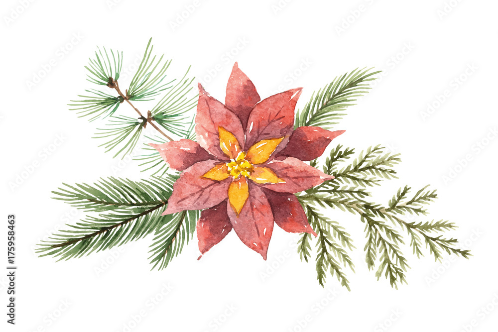 带有一品红和冷杉树枝的水彩圣诞矢量花束。