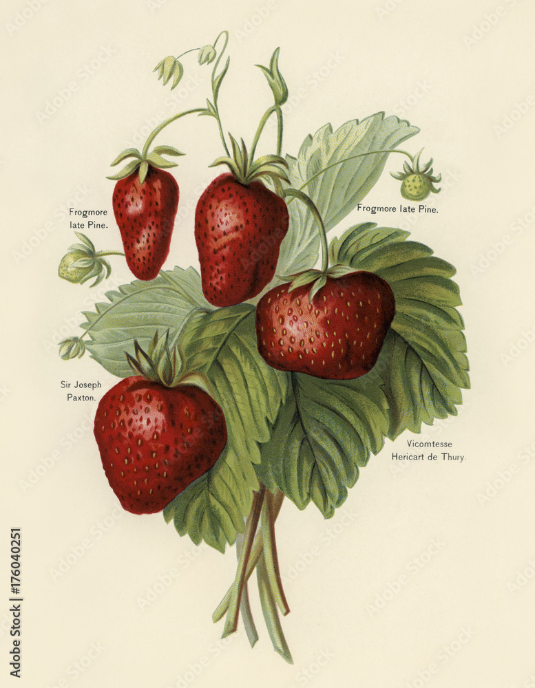 果农指南：草莓的复古插图