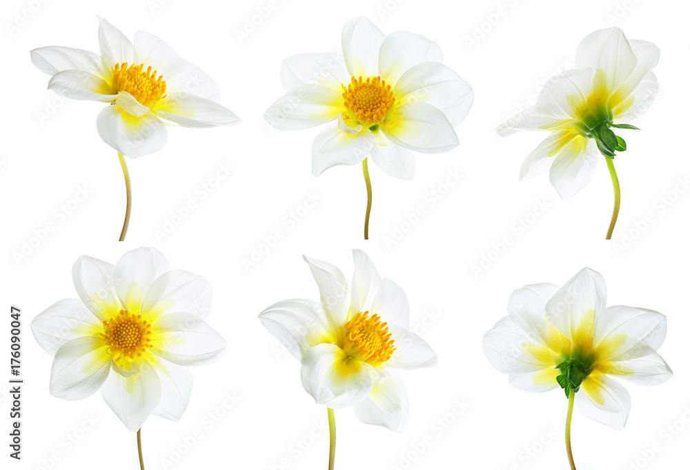 六朵白色大丽花，在白色背景上分离，具有不同的视角。O