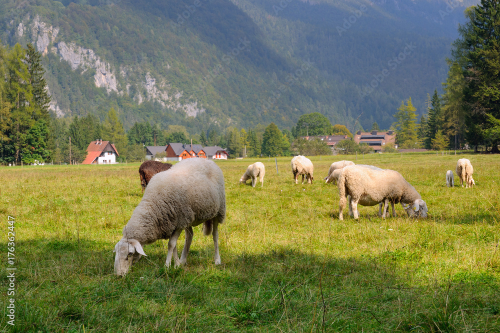 牧场上的绵羊。一群在山地草地上放牧的家养绵羊