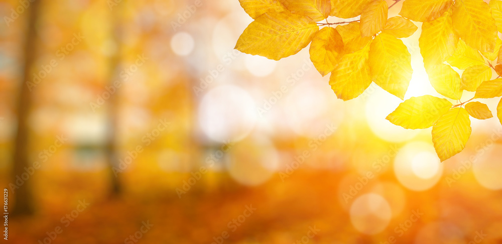 秋叶向阳