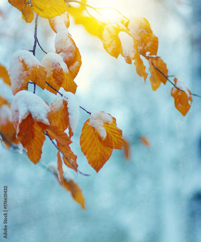 Yellow leaves in snow on sun
