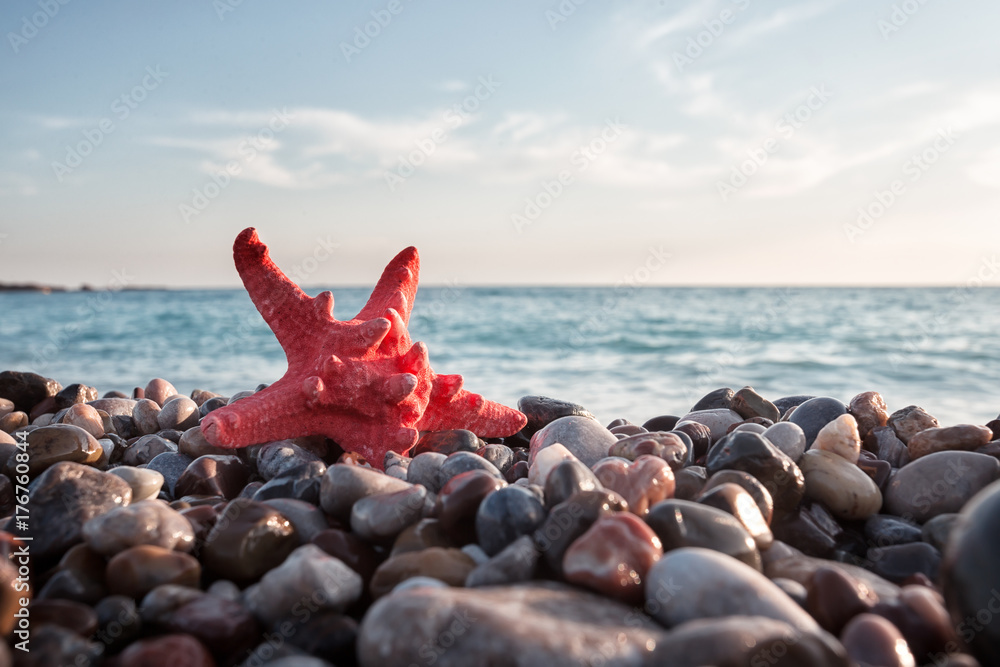 卵石滩上的红海之星