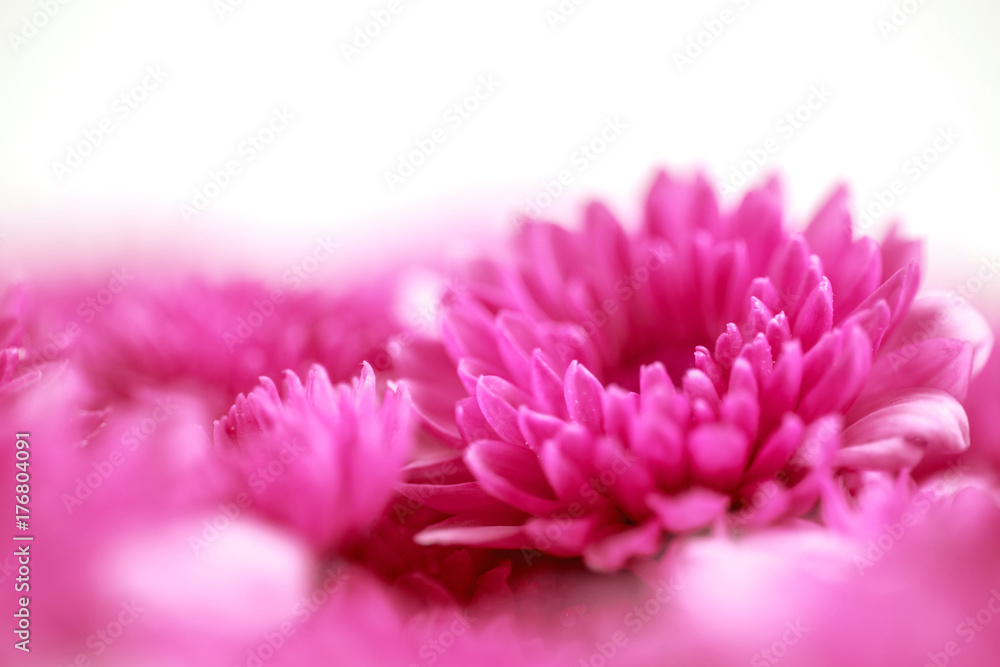 情人节或结婚卡conc中为爱情开出的柔和甜美的粉红色花朵浪漫梦幻的背景