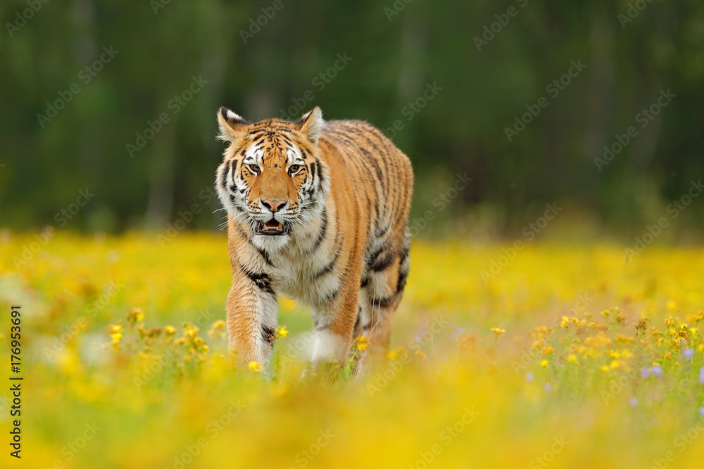 开着黄色花朵的老虎。西伯利亚虎在美丽的栖息地。东北虎坐在草地上。弗洛