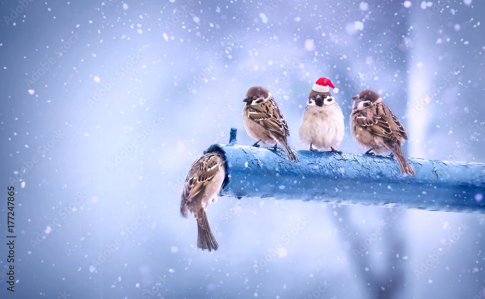Cute funny merry Christmas sparrows in the New Year with a red cap with little red hats during a sno