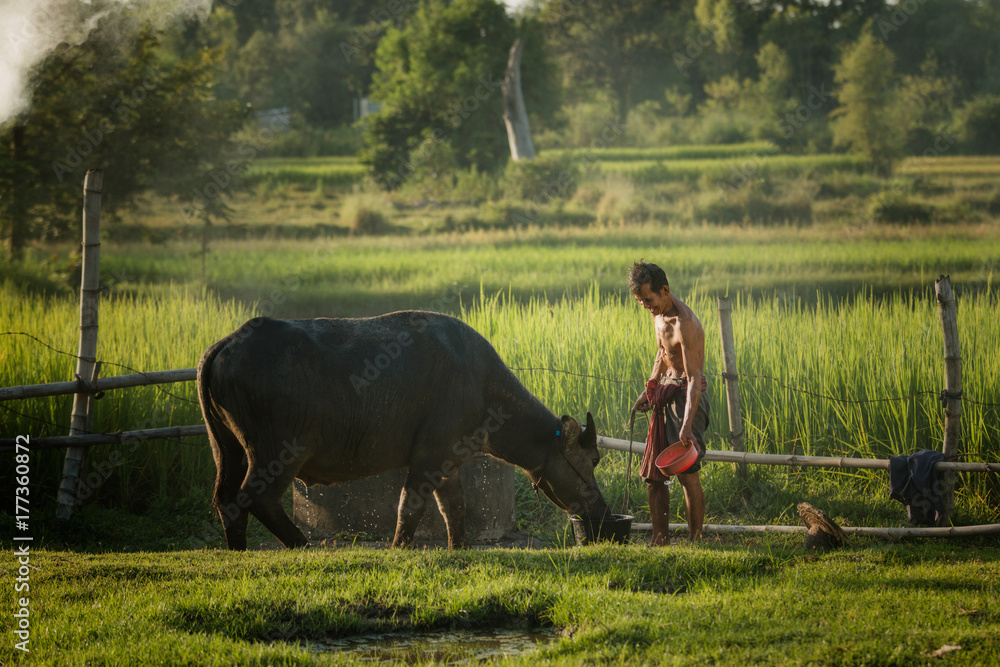 农民在农村地区给水牛洗澡。亚洲农民用水牛来帮助耕种。