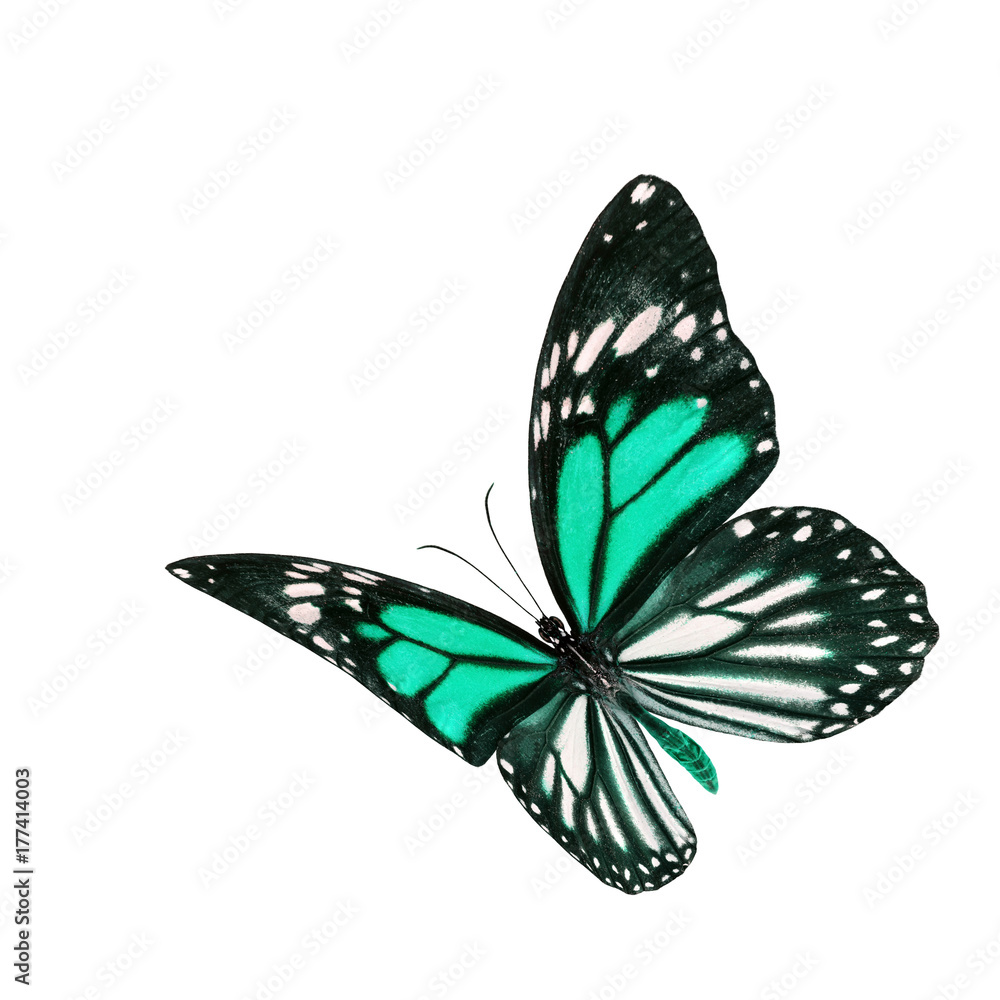 美丽的浅绿色和条纹翅膀蝴蝶，黑脉虎或鞭