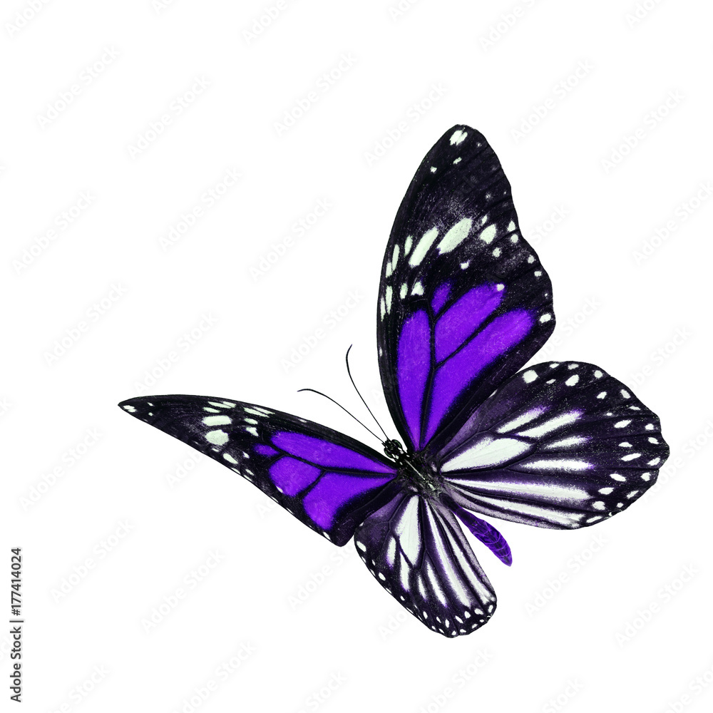 美丽的飞行紫色和条纹翅膀蝴蝶，黑脉虎或白T