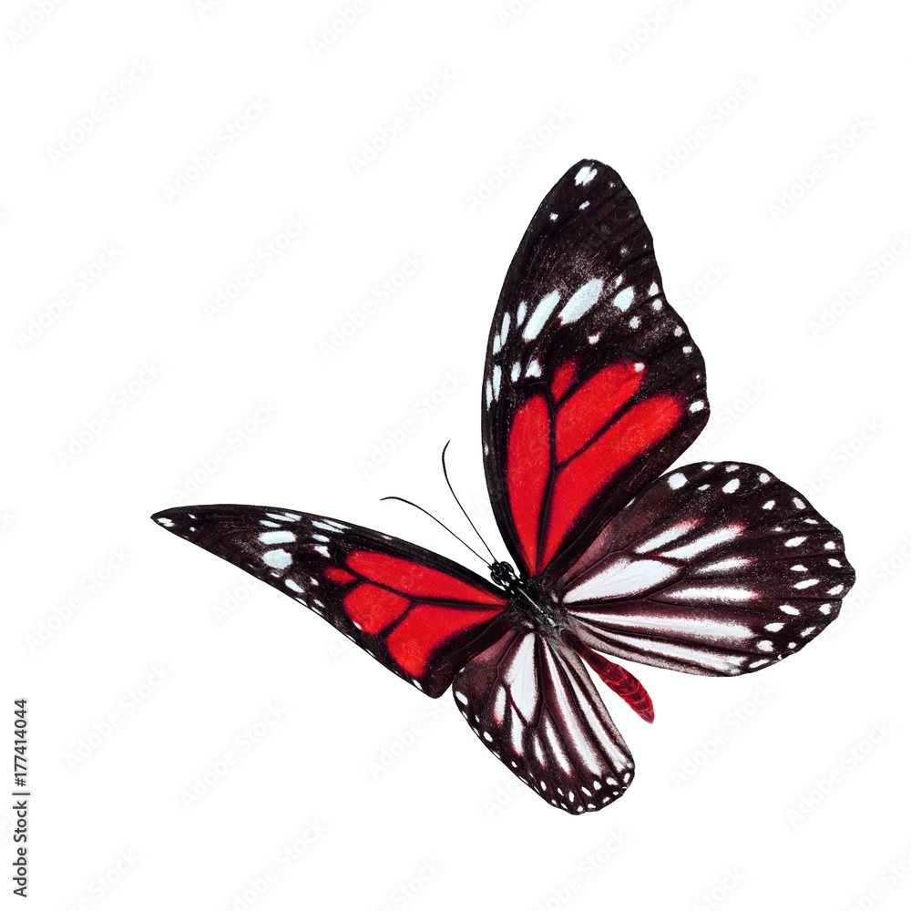 美丽的飞翔的红色和条纹翅膀蝴蝶，黑脉虎或白虎