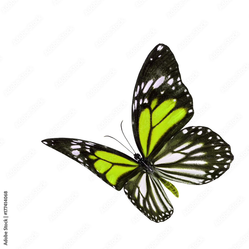 美丽的飞翔的黄色和条纹翅膀蝴蝶，黑脉虎或白T