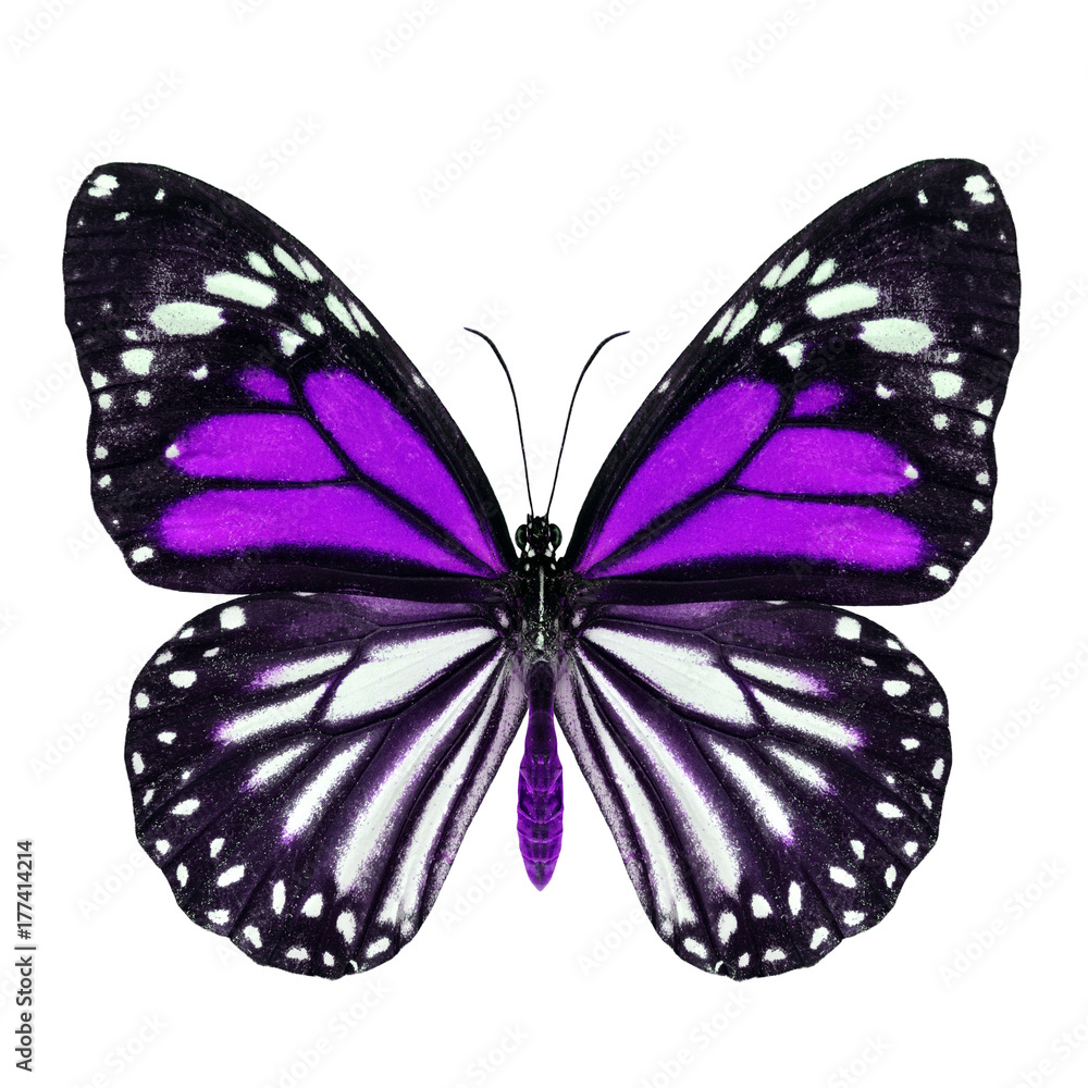 异国情调的紫蝴蝶，白虎（Danaus melanippus）上半部分在花哨的颜色轮廓中隔离