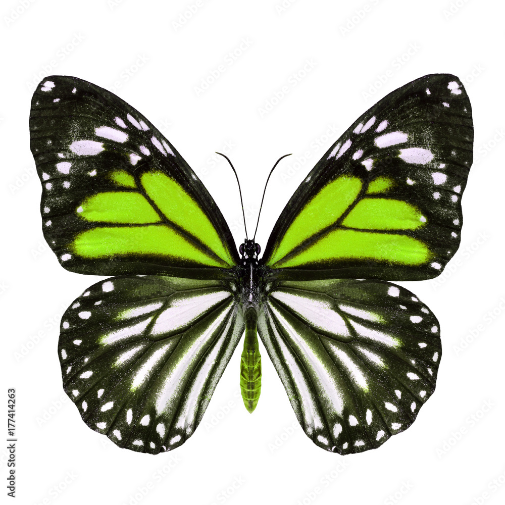 异国情调的黄蝴蝶、白虎（Danaus melanippus）上部采用花哨的颜色隔离