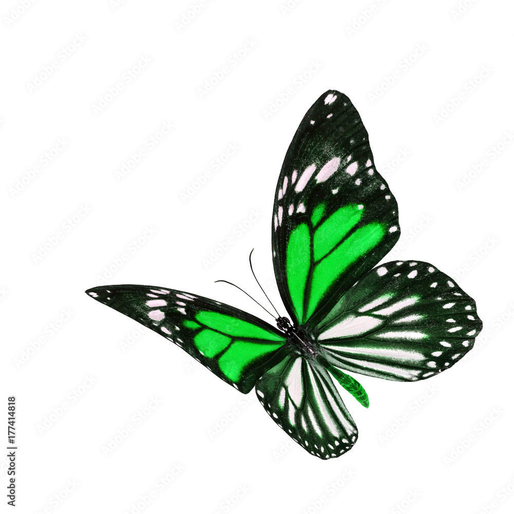 美丽的飞翔的绿色和条纹翅膀蝴蝶，黑脉虎或白Ti