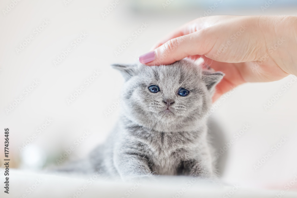 可爱的小猫喜欢被女人的手抚摸
