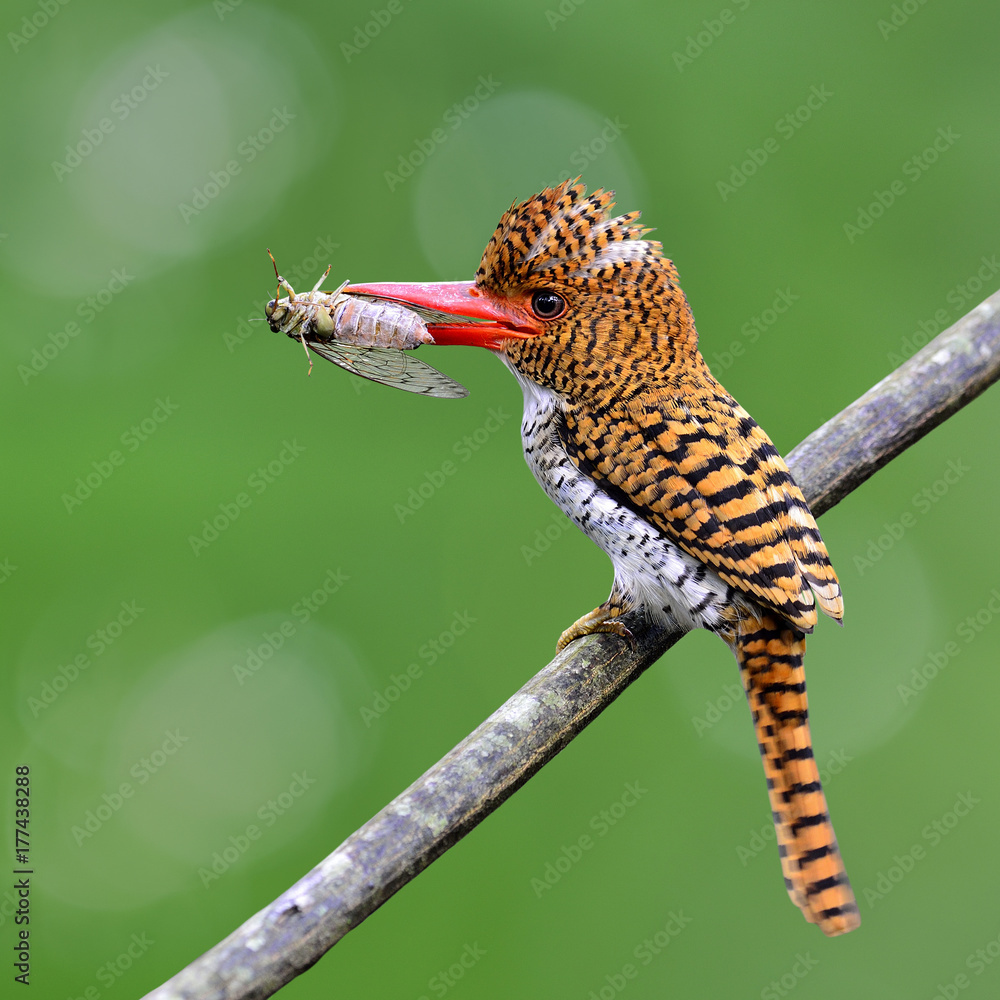 带带翠鸟的雌性栖息在树枝上，带着蝉的食物在东北部喂养她的小鸡