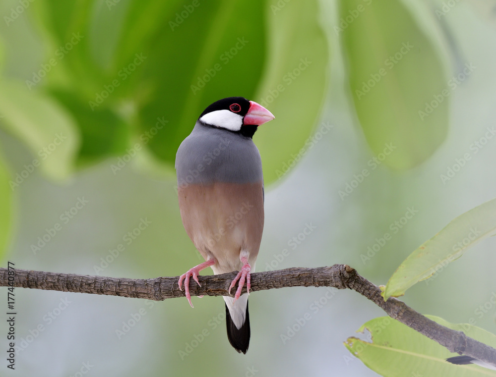 灰色的鸟，有粉红色的喙和腿，栖息在树枝上，展现出它最短的羽毛轮廓。