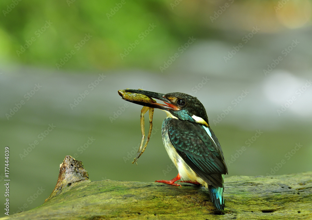 蓝带翠鸟（Alcedo euryzona）的雄性栖息在溪流中的原木上，将新鲜的青蛙带到水中