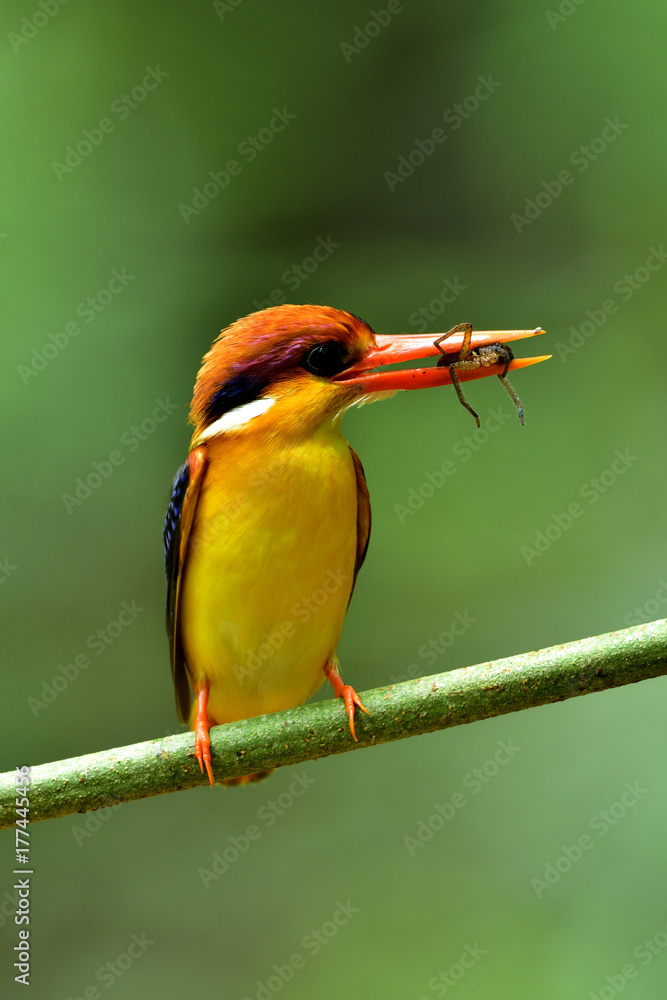 Oriental dwarf kingfisher (Ceyx erithaca) beautiful orange to red bird perching on wood branch carry