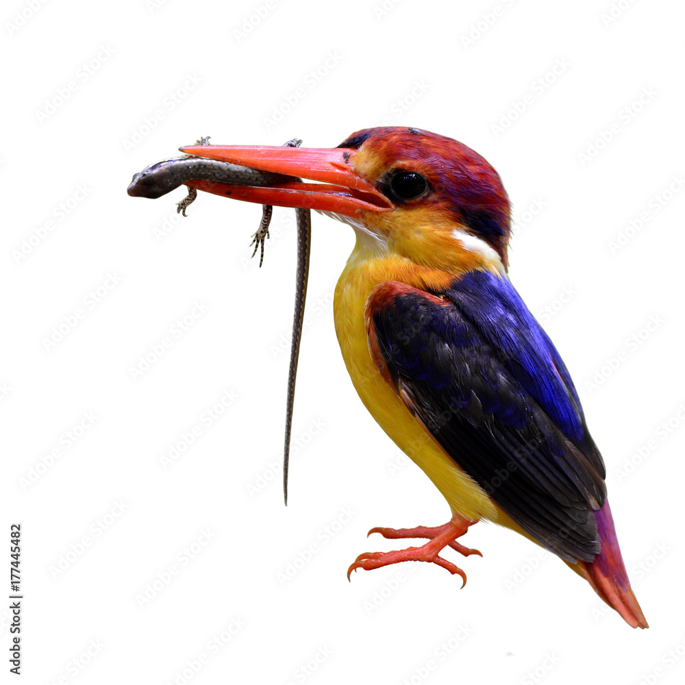 东方矮翠鸟（Ceyx erithaca）黑背翠鸟，美丽的橙色小鸟狩猎