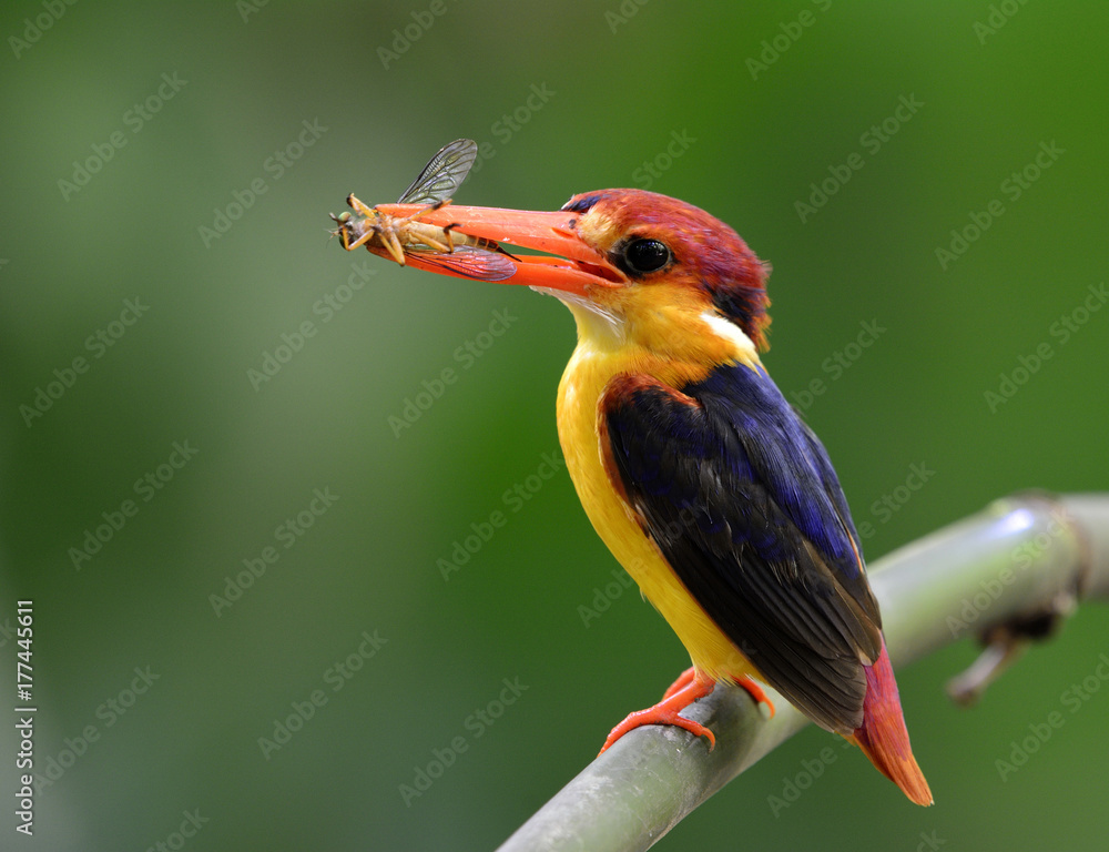 东方矮翠鸟（Ceyx erithaca）或黑背翠鸟，一种美丽的橙色小鸟c