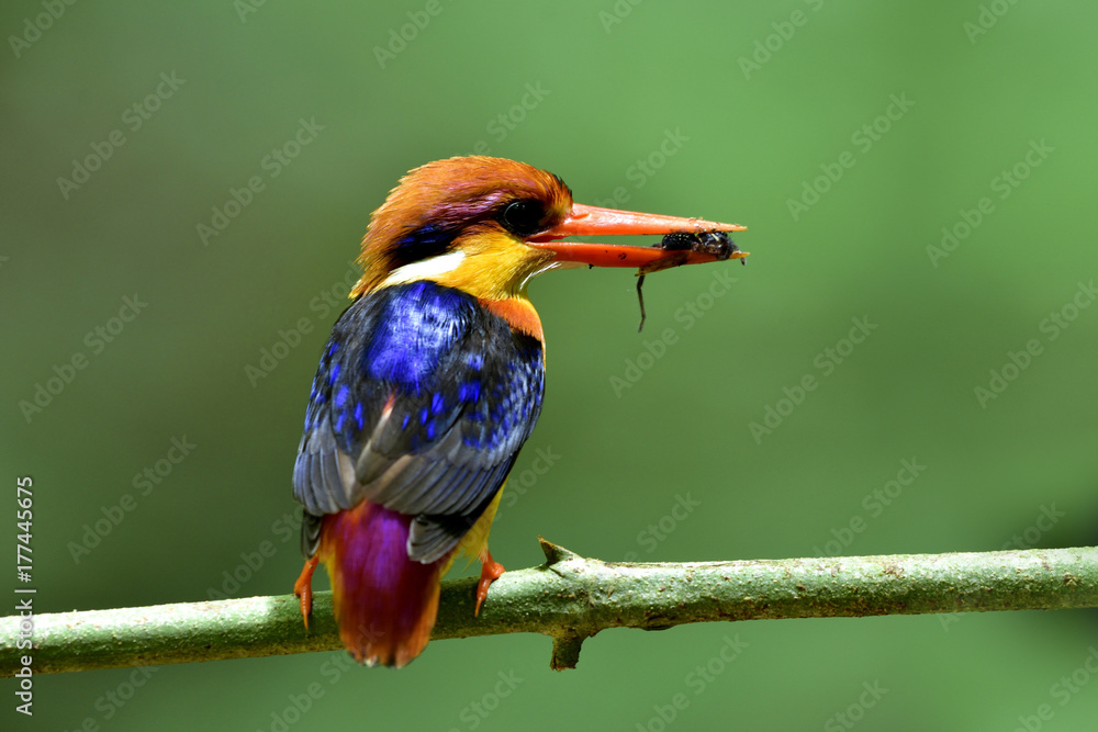 Oriental dwarf kingfisher, Ceyx erithaca (Black-backed) beautiful orange bird with dark blue wings p