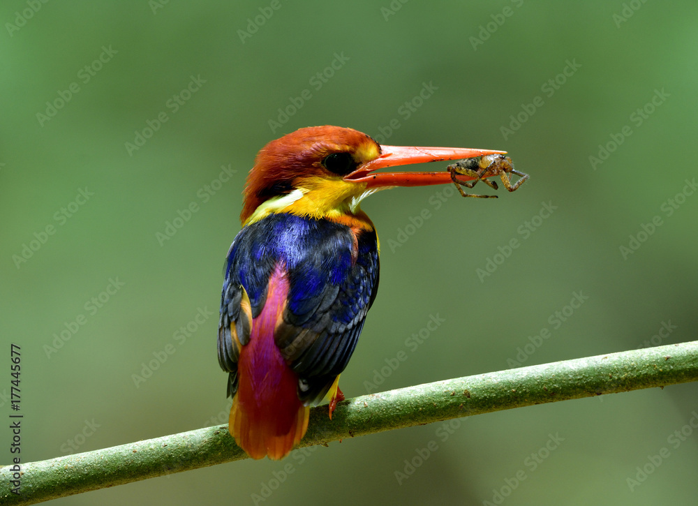 东方矮翠鸟，Ceyx erithaca（黑背）美丽的橙色到红色的深蓝色鸟