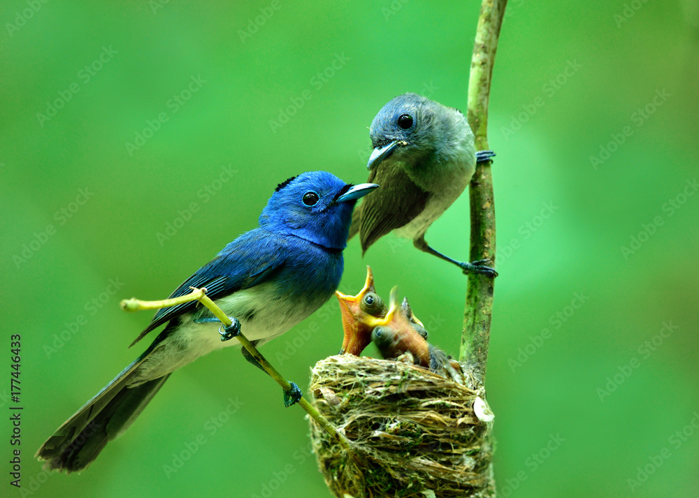 栖息在巢穴中的黑颈帝王捕蝇草（Hyptothys azurea）美丽的蓝色鸟类的父母
