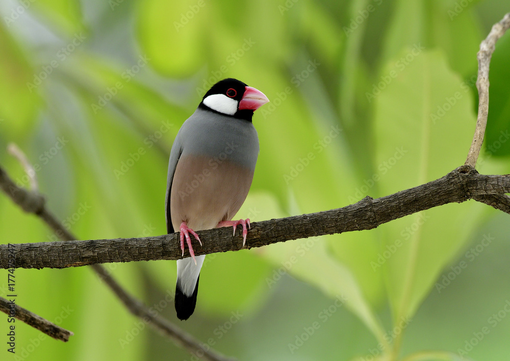 爪哇麻雀（Lonchura oryzivora），一种长着粉红色喙的灰色小鸟，栖息在绿色树叶上的树枝上