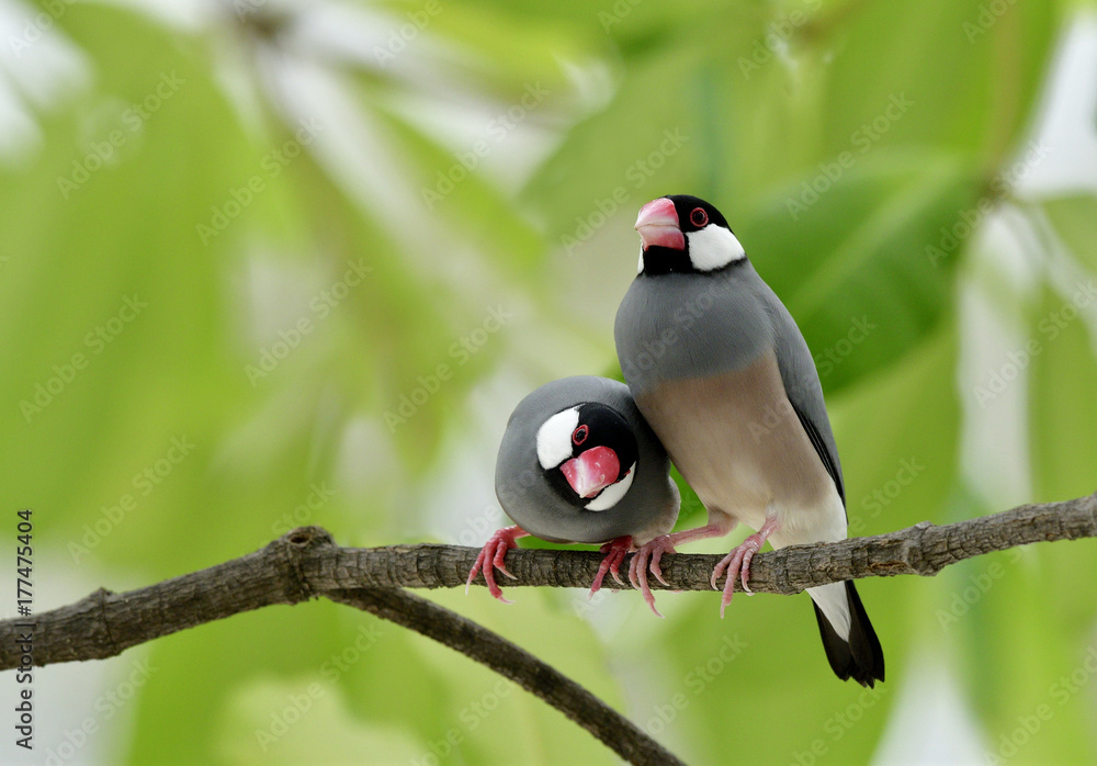 爪哇麻雀（Lonchura oryzivora）长着粉红色喙的灰色细鸟，并排栖息在麸皮上